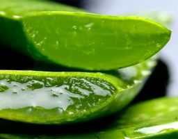 propiedades del aloe vera