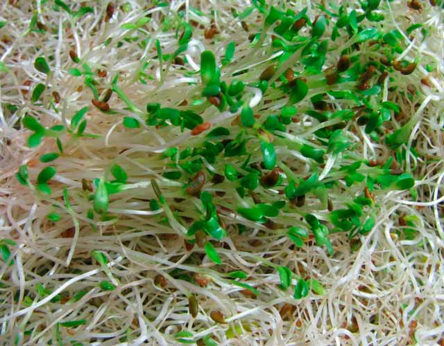 Beneficios de la alfalfa en tu dieta - QueSalud.com