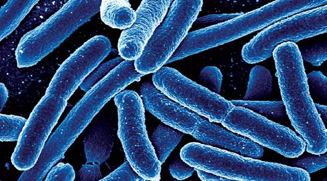 Las bacterias más peligrosas