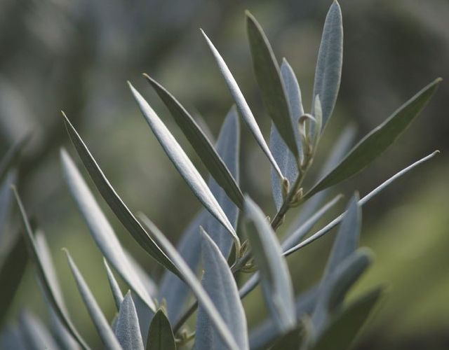 Beneficios de la hoja de olivo