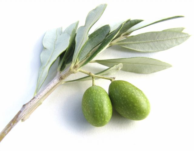 Beneficios de la hoja de olivo