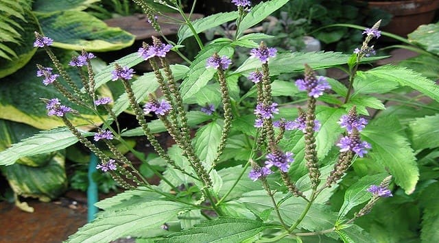 verbena