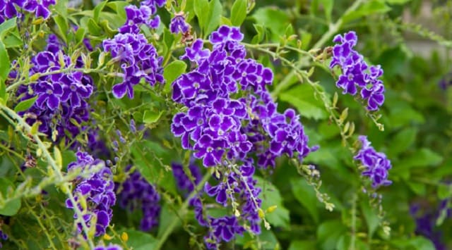 verbena