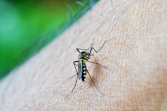 prevenir el dengue