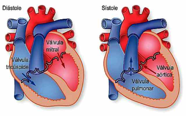 Conoce los valores de tensión arterial normales