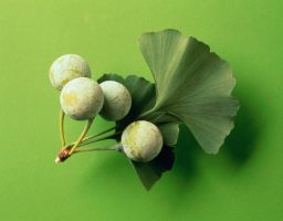 Propiedades del ginkgo biloba