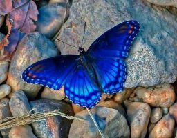 La leyenda de la mariposa azul