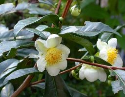 camellia sinesis