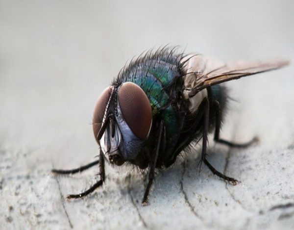La mosca Tse-Tse y la enfermedad del sueño