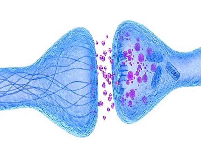 Sinapsis Neuronal: Funciones, Tipos Y Enfermedades